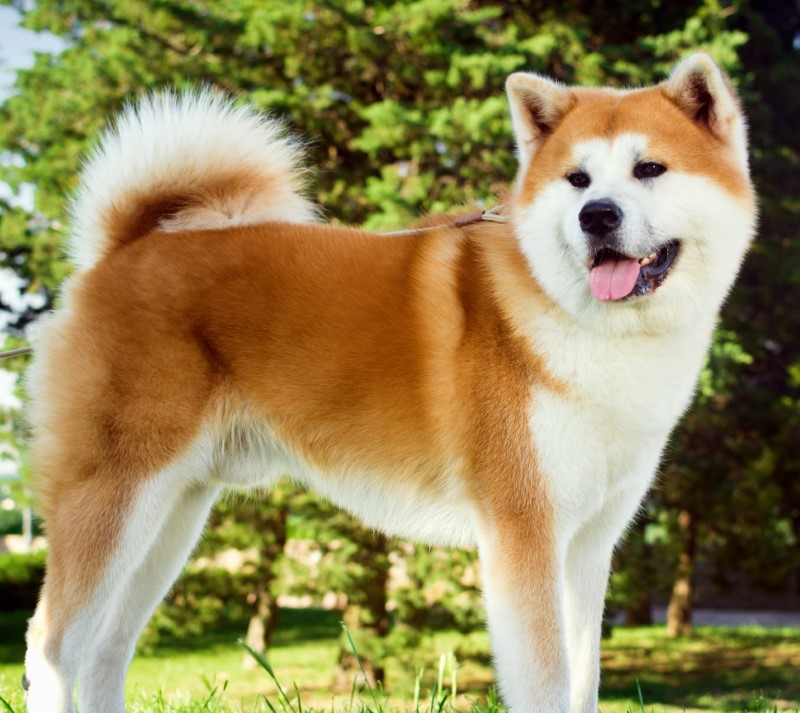 akita.jpg