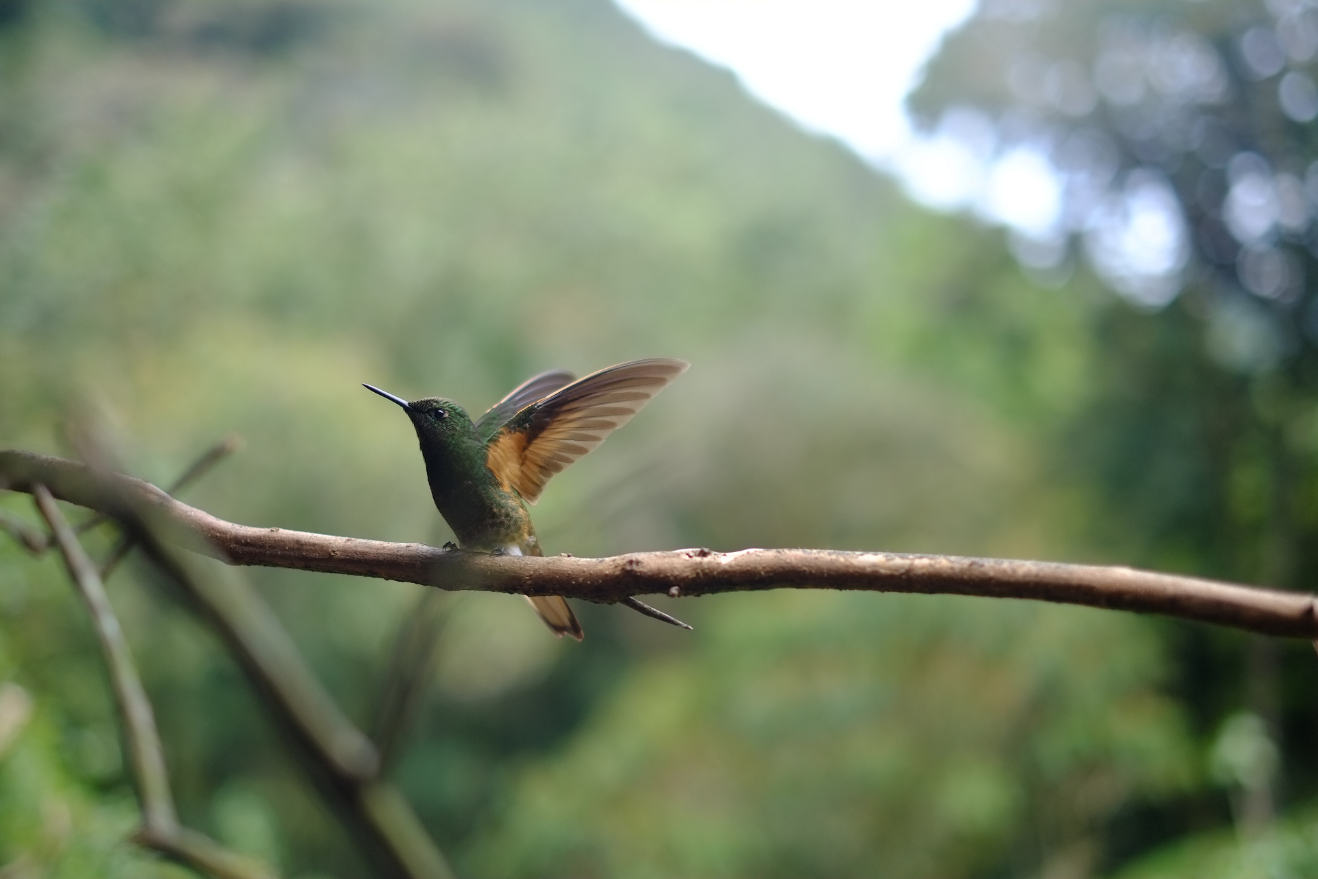 humming-bird-cropped.png