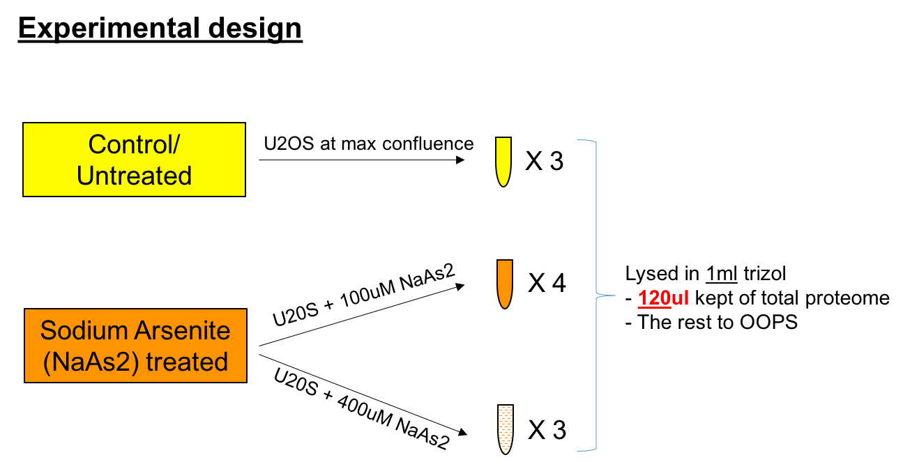 U2OS-Sodium-Arsenite-Experimental-Setup.png