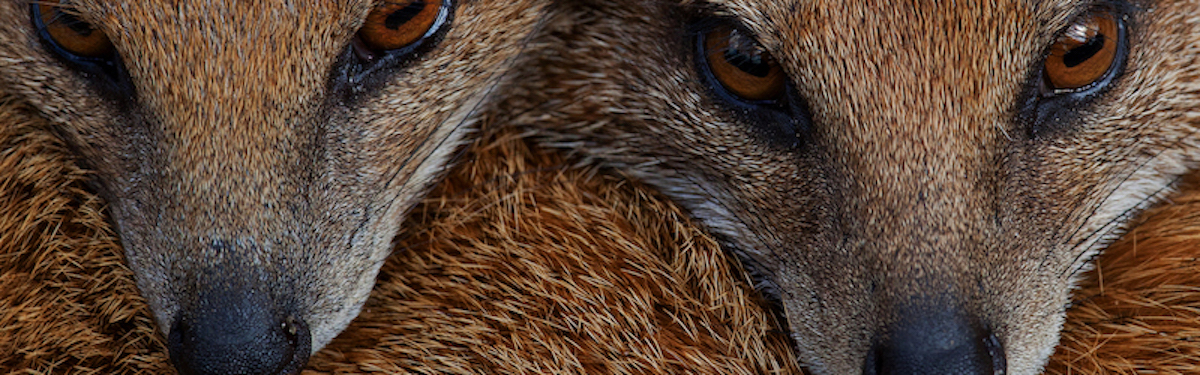 mongoose_top_banner_800.jpeg