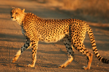 cheetah.resized.jpg
