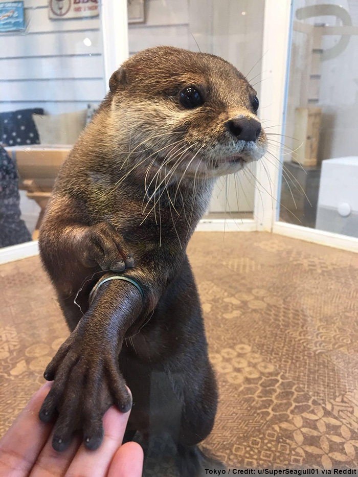 otter_hand.png