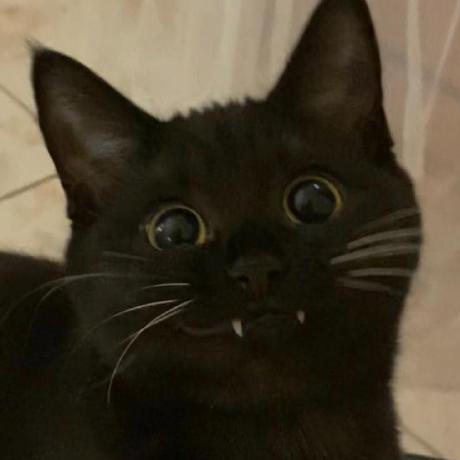 felinux0x
