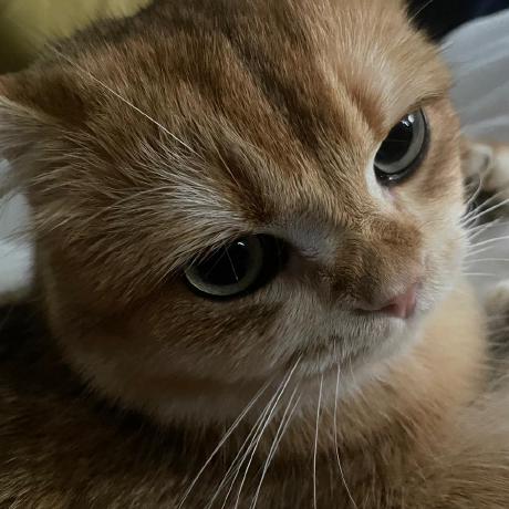 fishquito7 的 GitHub 头像