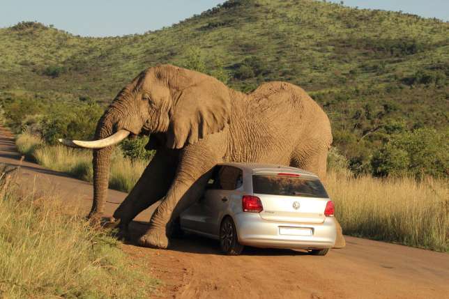 Elefant-legt-sich-auf-Auto.jpg