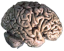 brain.png