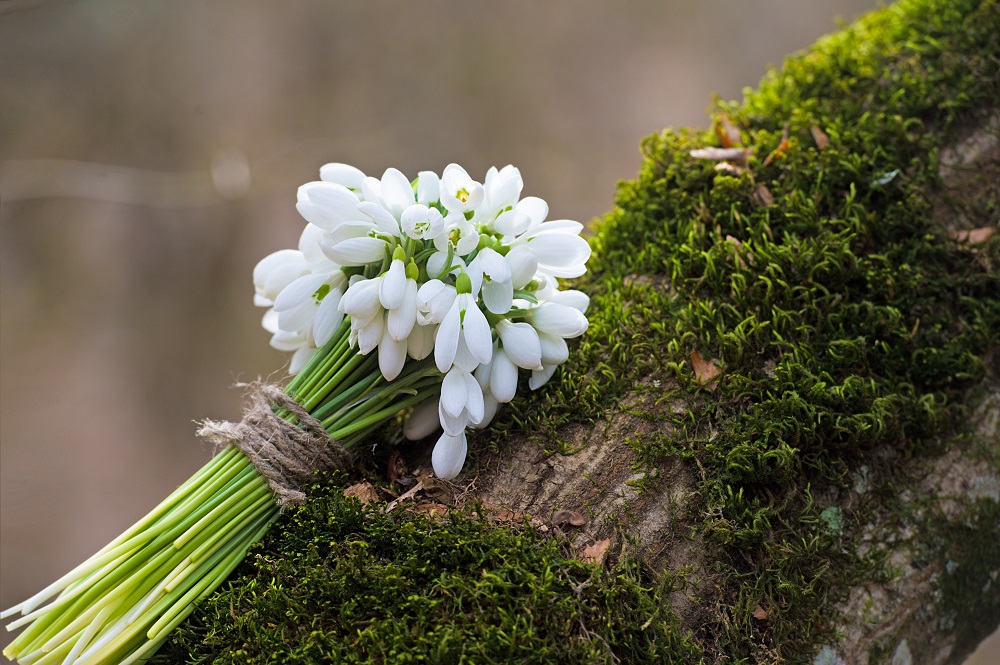 snowdrops.jpg