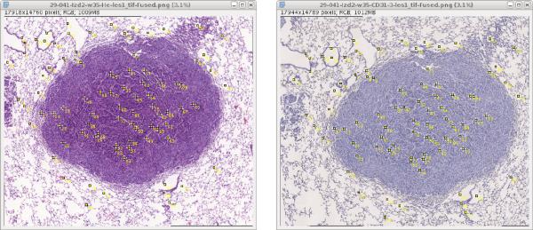 imagej-image-pair.jpg