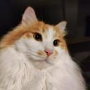 Zenfeed GitHub avatar