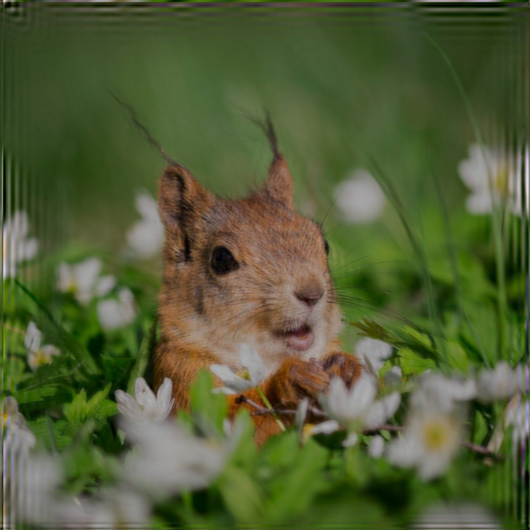 squirrelBlur1.png