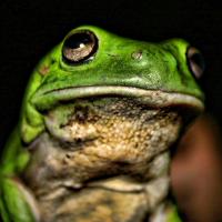 greenbigfrog