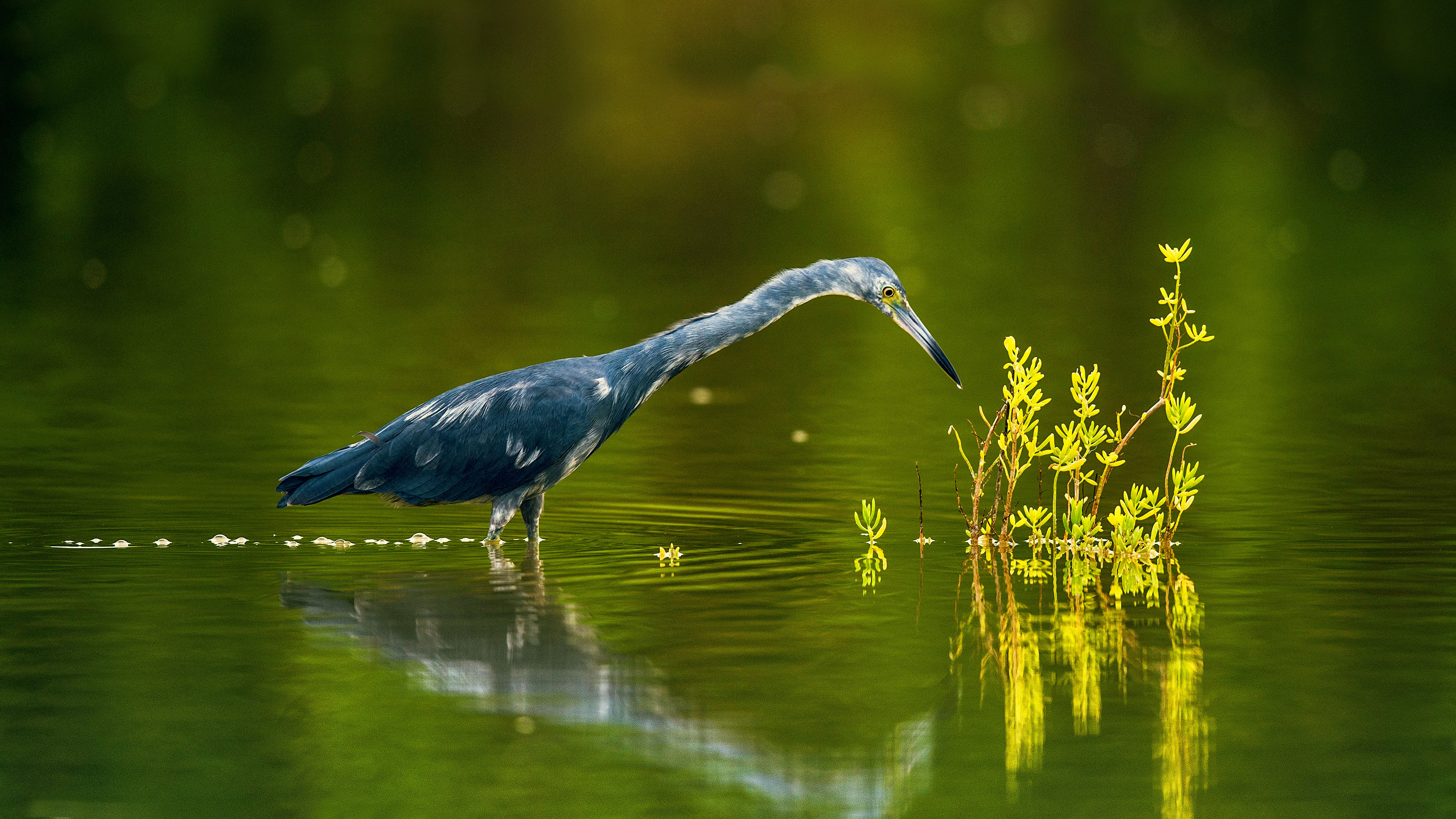 bing_2021-08-23_OHR.LittleBlueHeron_ZH-CN0892428603_UHD.jpg