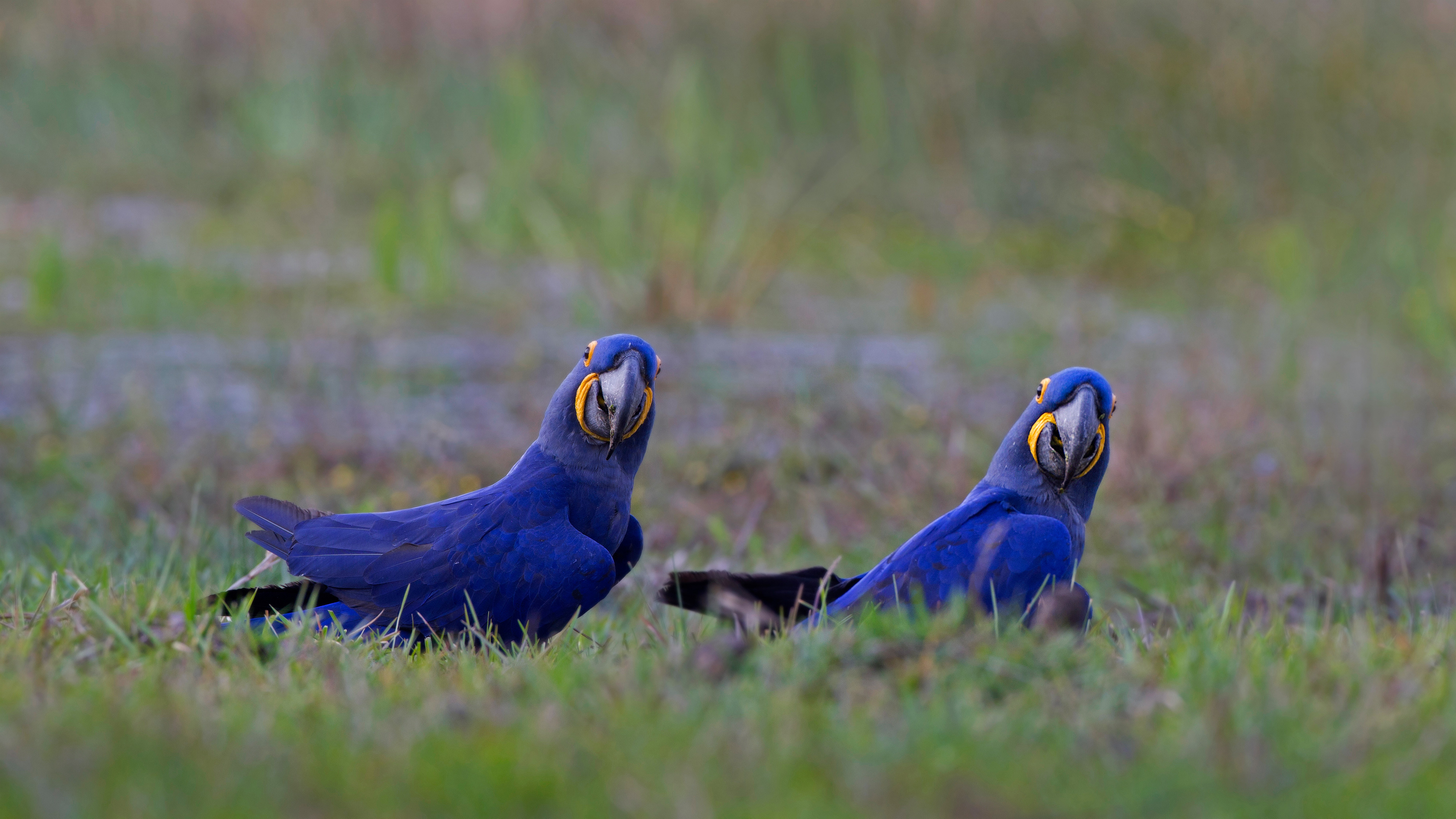 bing_2021-10-01_OHR.HyacinthMacaws_ZH-CN1191345036_UHD.jpg