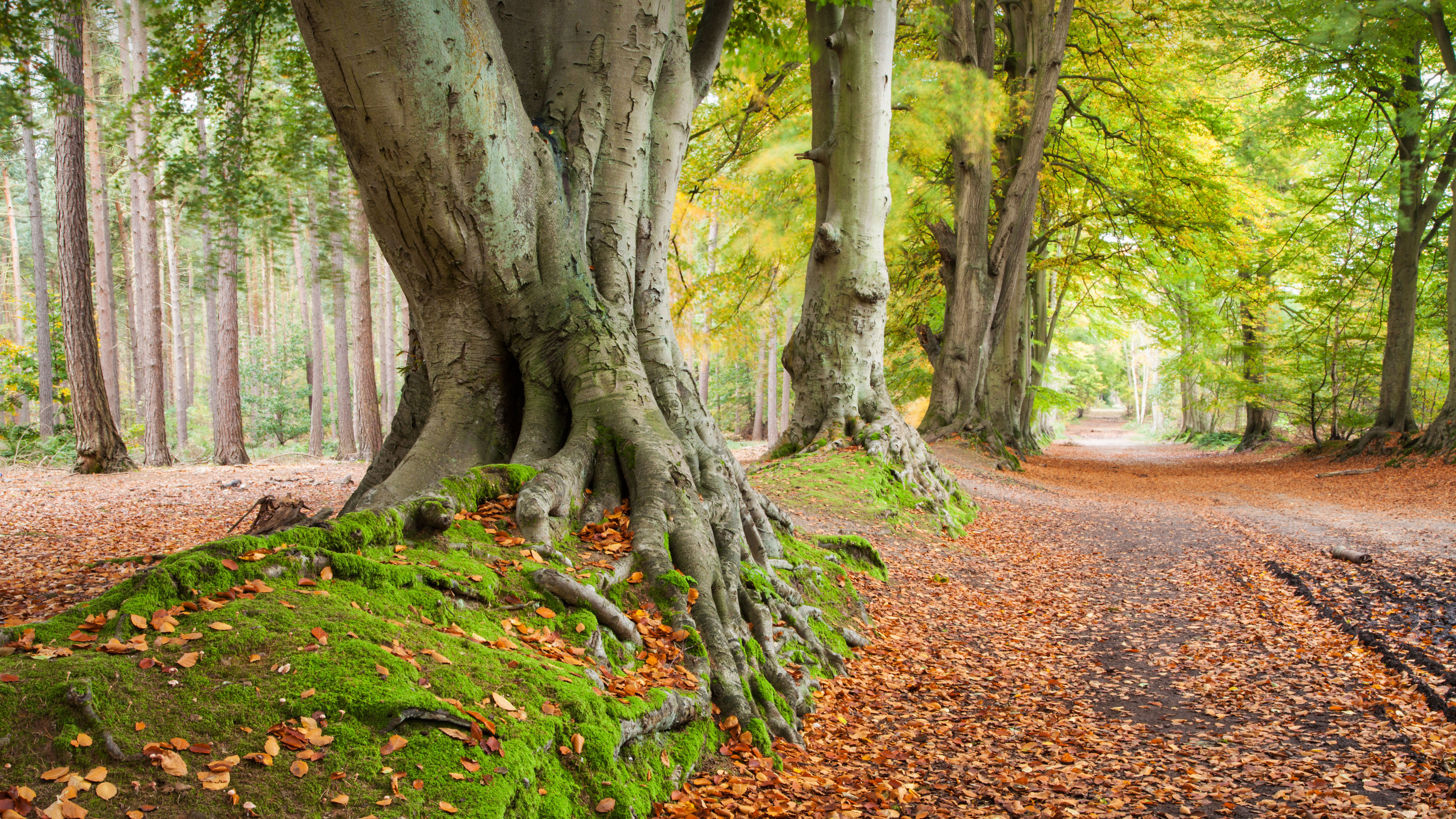 bing_2021-11-28_OHR.BeechTrees_ZH-CN9605292244_UHD.jpg