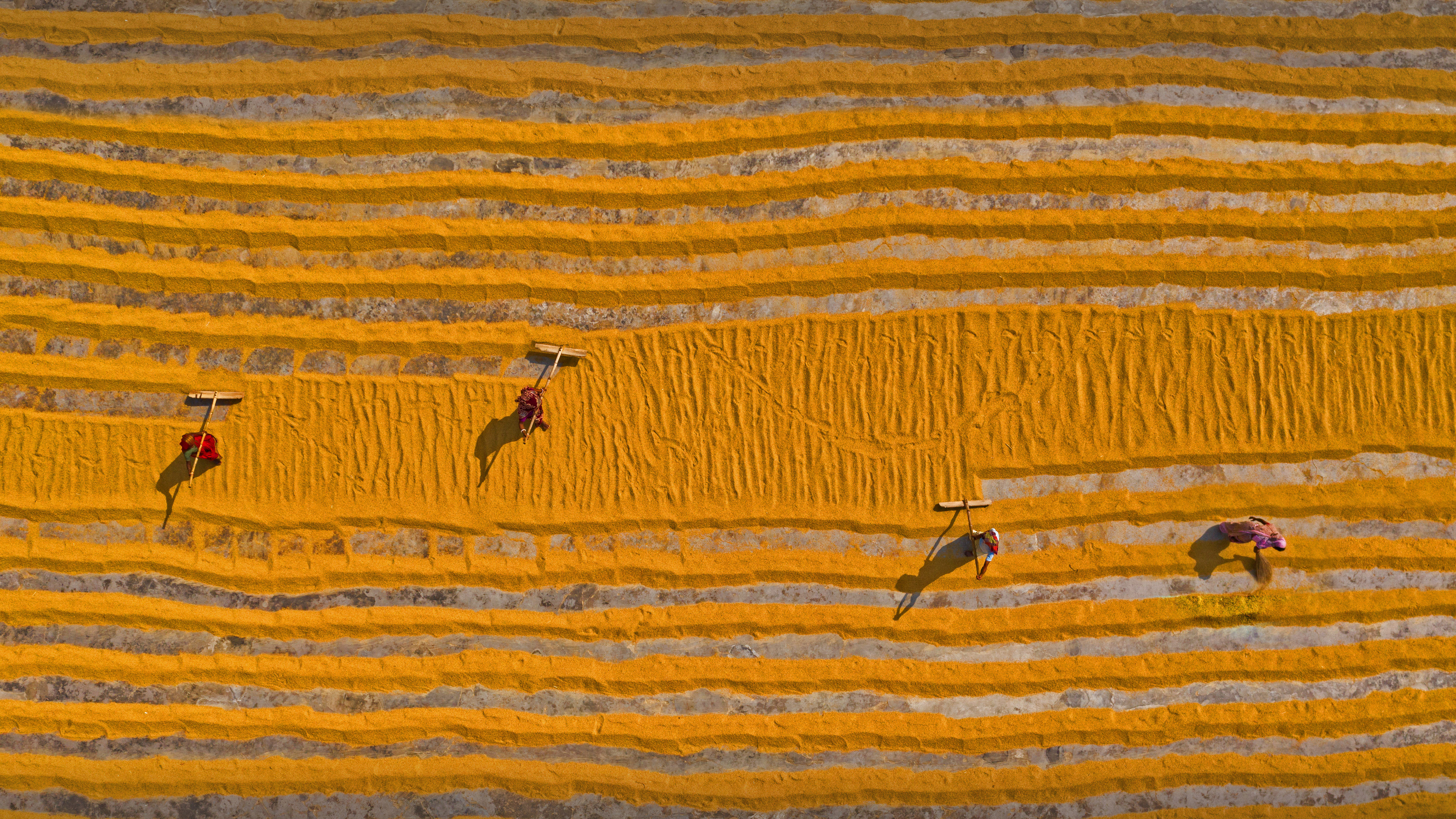 bing_2022-01-09_OHR.RiceBangladesh_ZH-CN0196473460_UHD.jpg