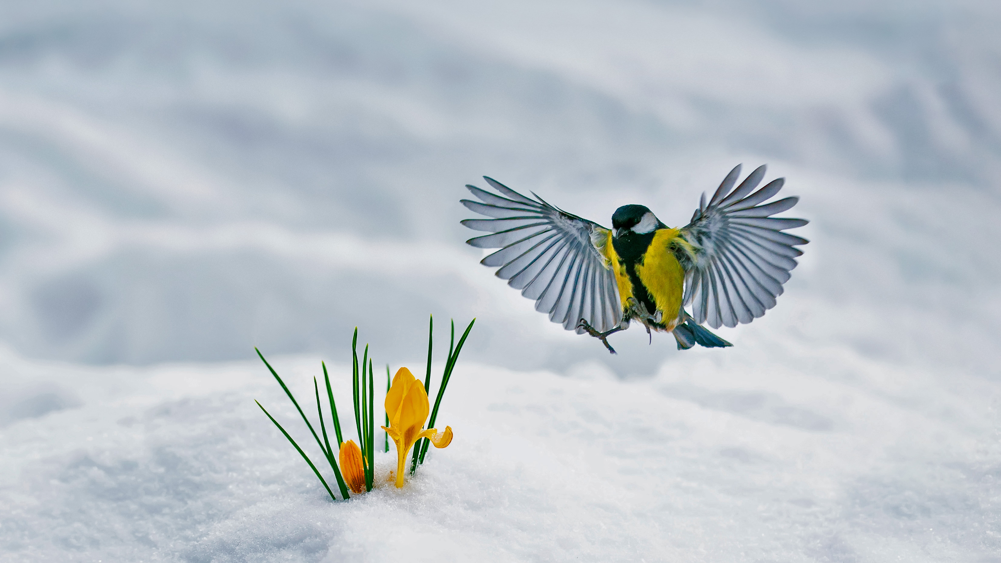 bing_2022-03-26_OHR.YellowCrocuses_ZH-CN6617862337_UHD.jpg