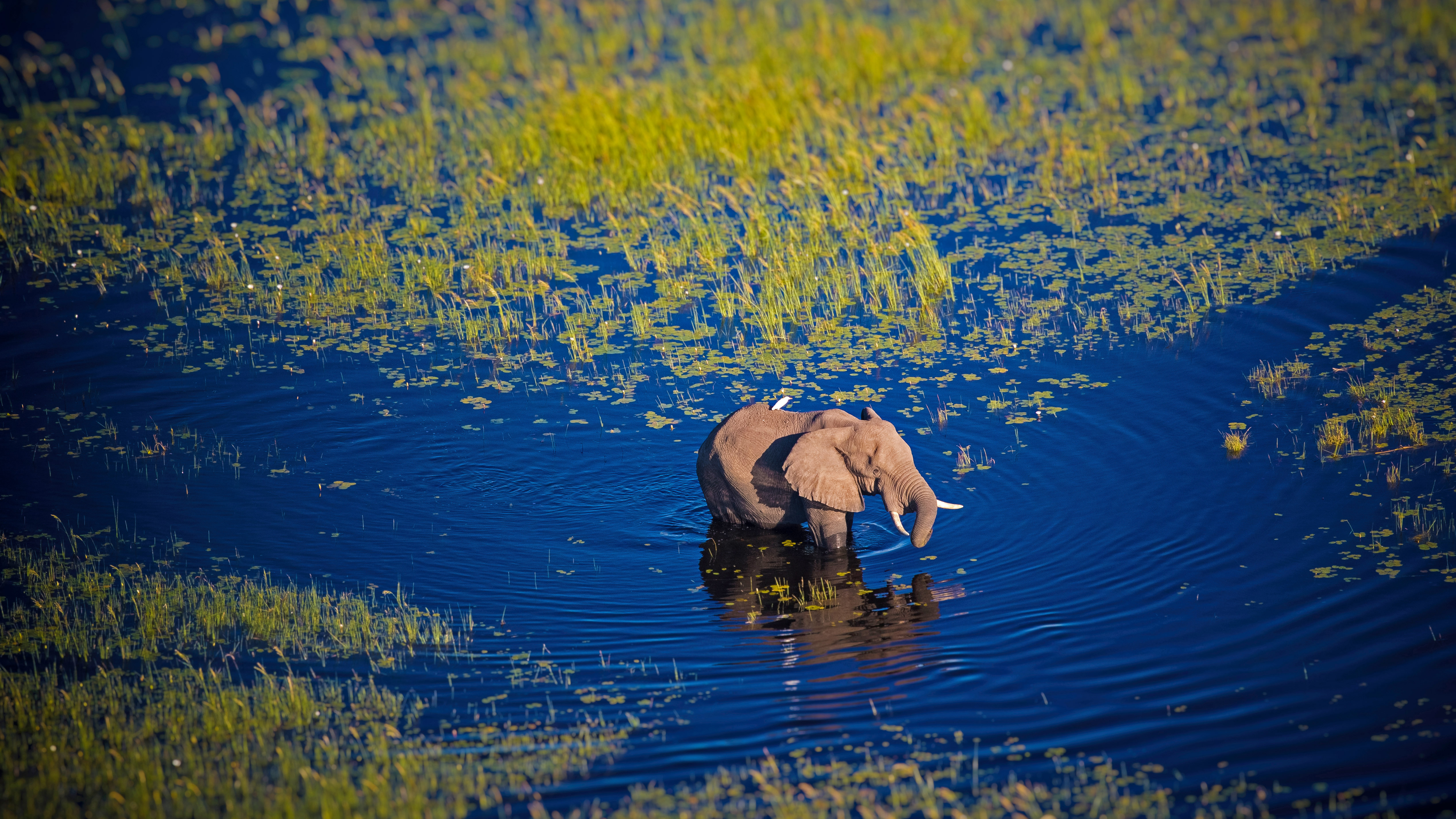 bing_2022-06-13_OHR.OkavangoElephant_ZH-CN0058670579_UHD.jpg