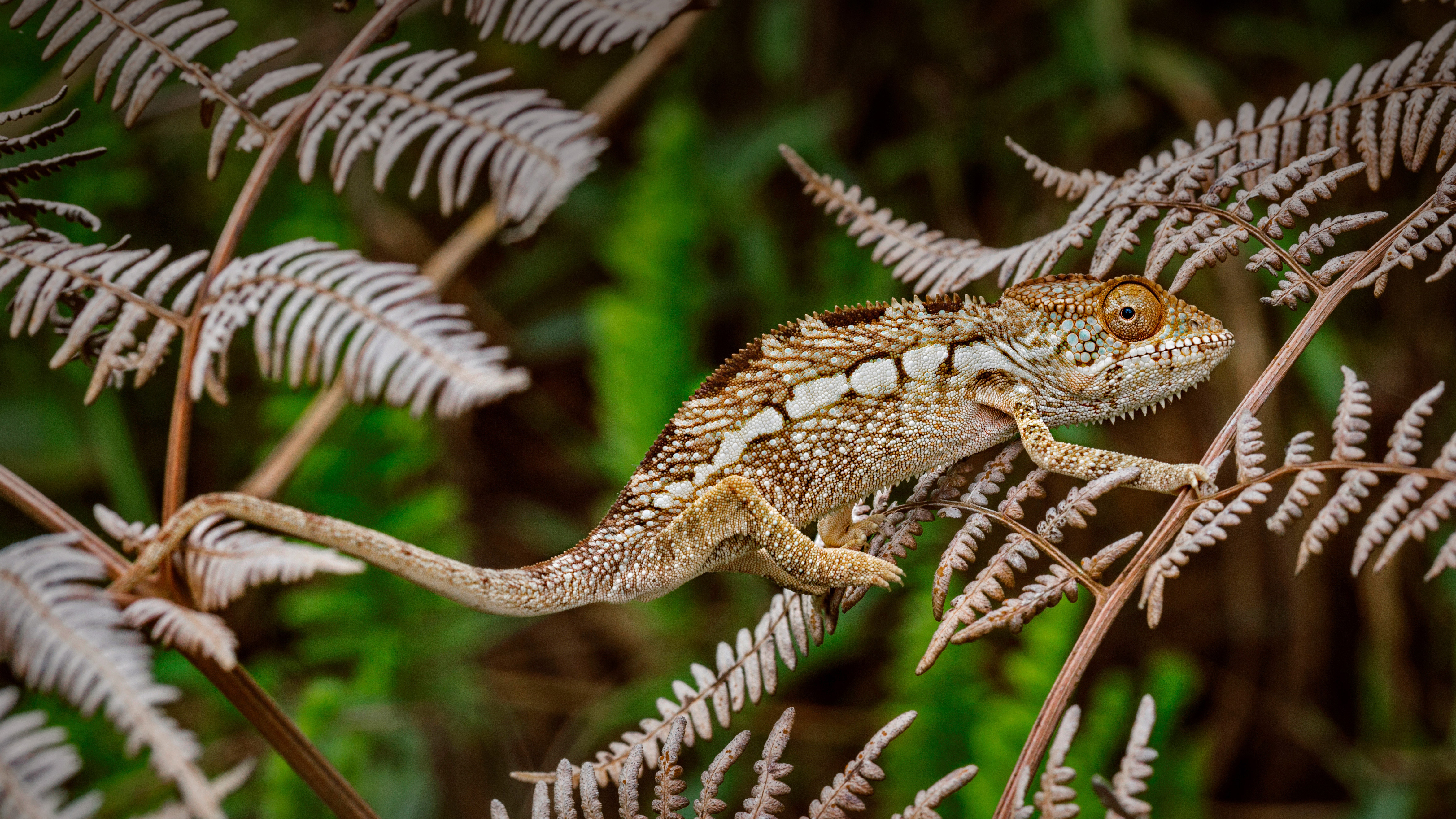 bing_2022-08-14_OHR.PantherChameleon_ZH-CN2554514270_UHD.jpg