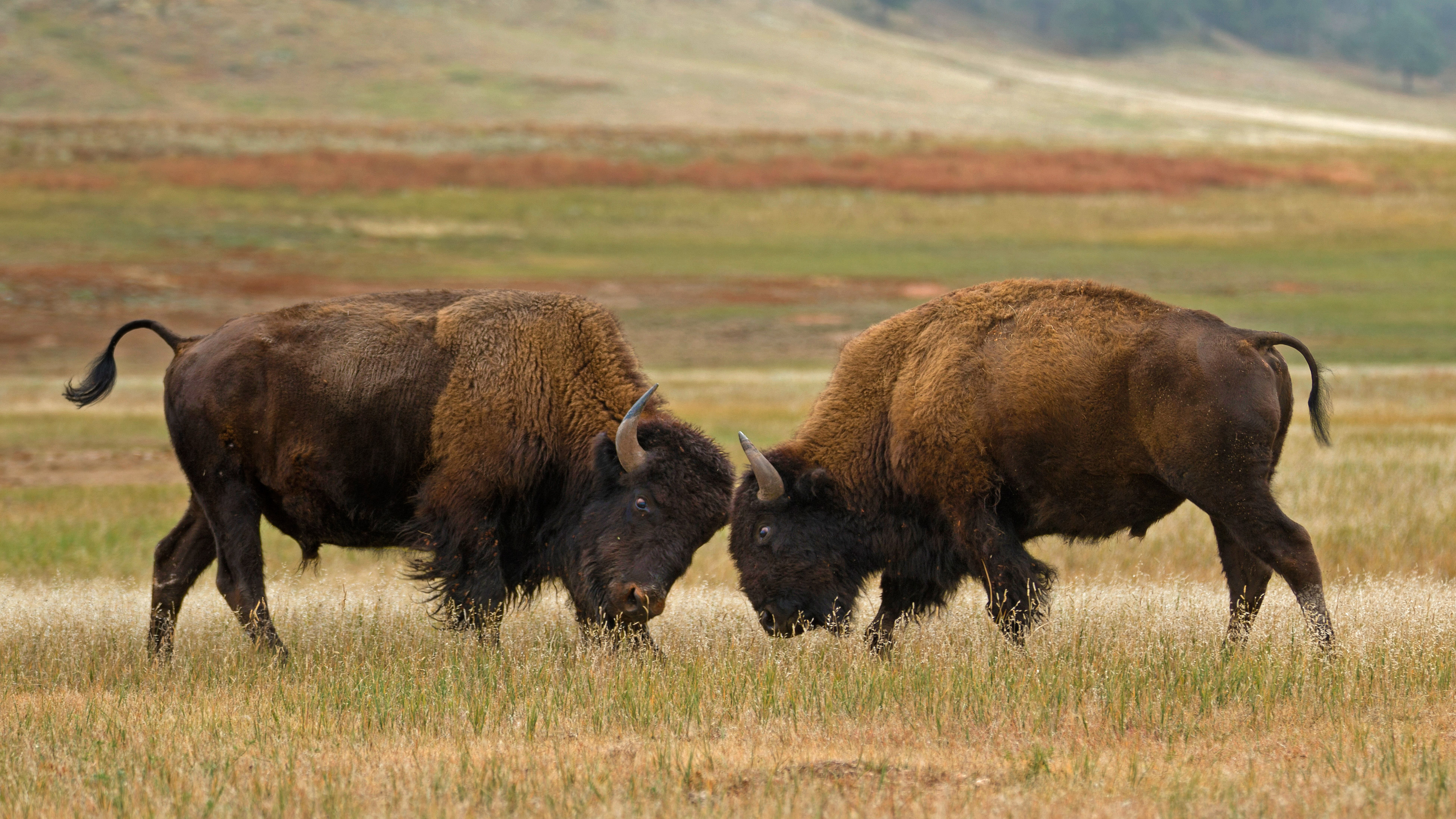 bing_2023-01-09_OHR.BisonWindCave_ZH-CN9778045938_UHD.jpg