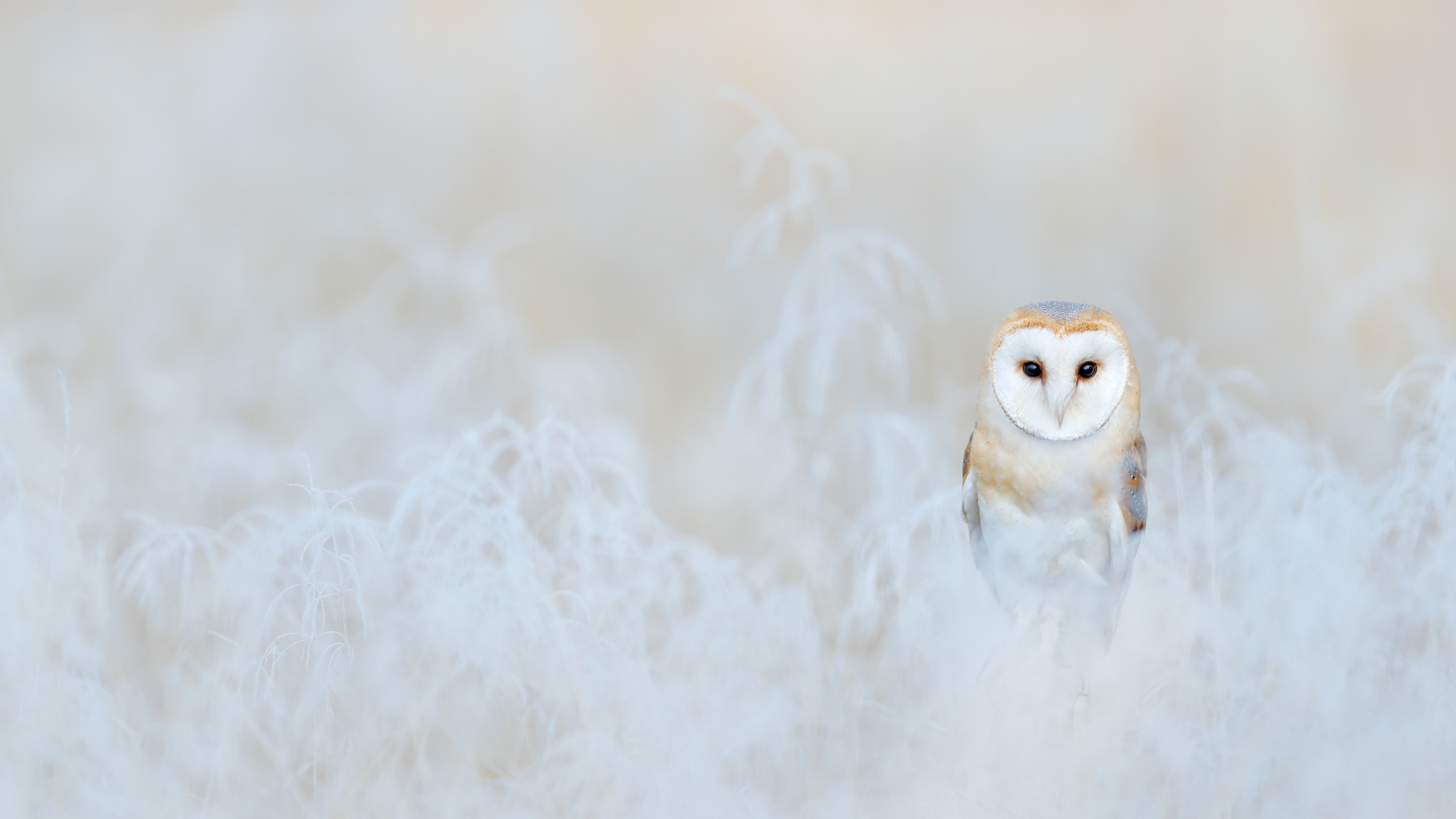 bing_2023-03-19_OHR.BarnOwlWinter_ZH-CN5484796826_UHD.jpg