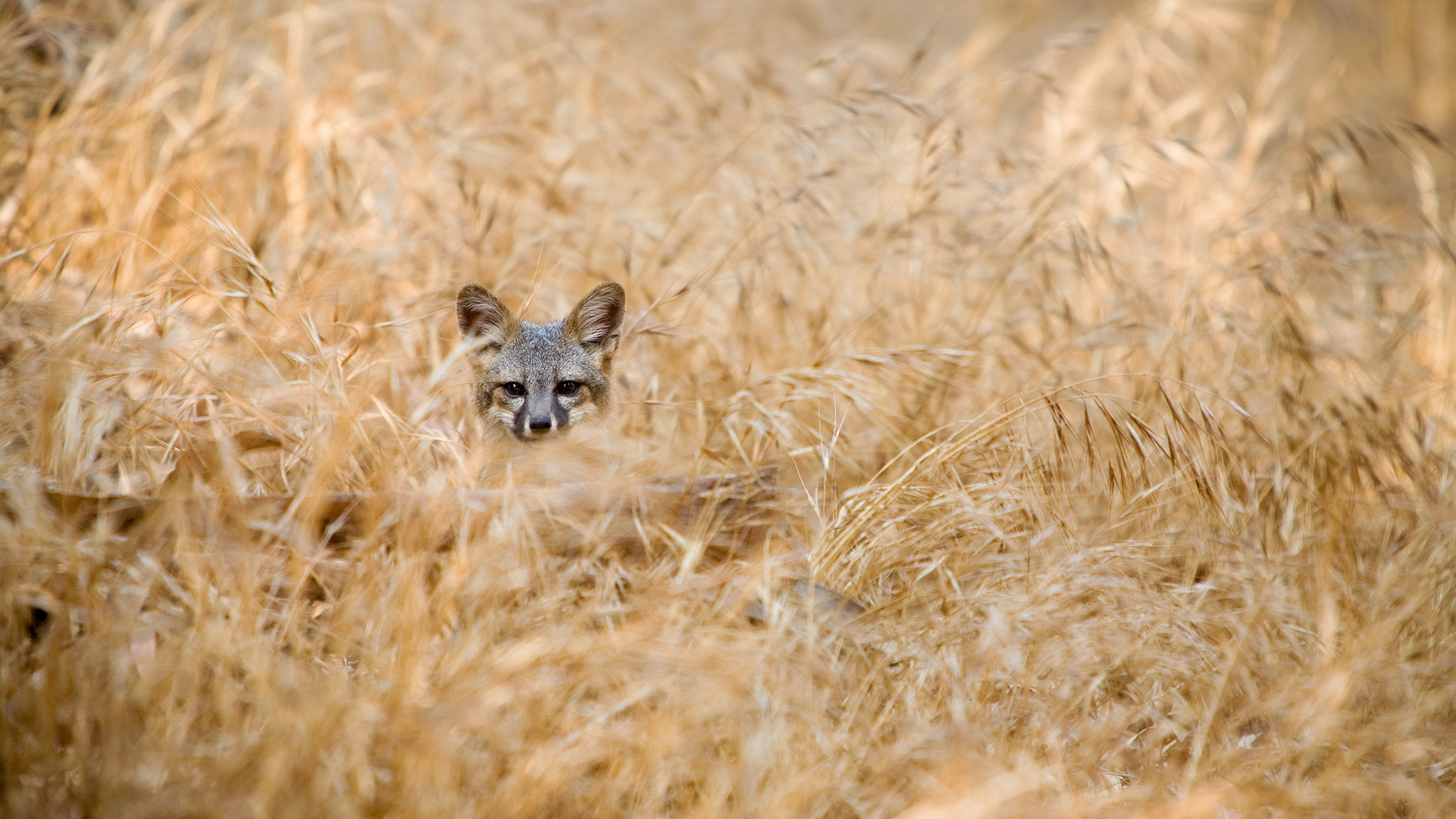 bing_2023-04-22_OHR.EarthDayFox_ZH-CN7926350207_UHD.jpg