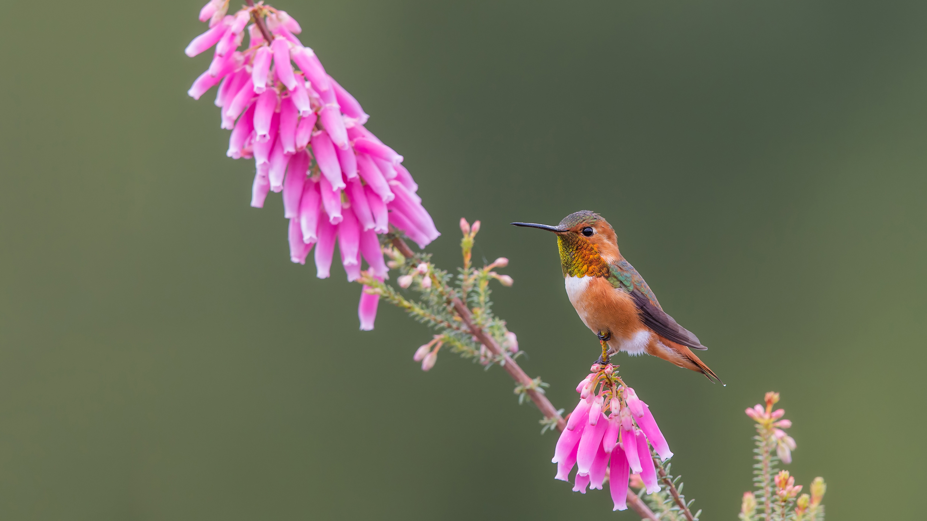 bing_2023-09-02_OHR.TinyHummer_ZH-CN9853929957_UHD.jpg