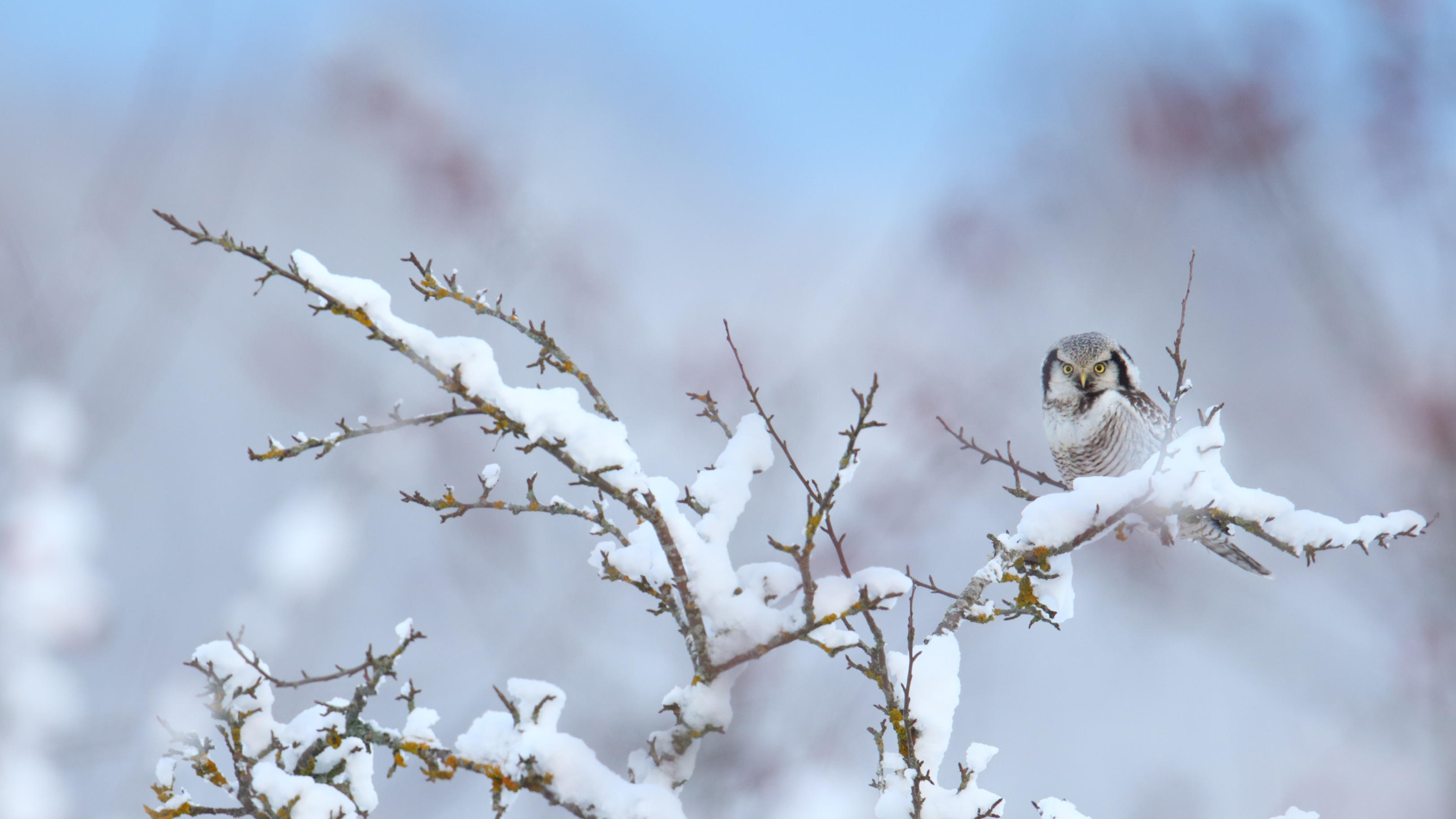 bing_2024-01-26_OHR.HawkOwl_ZH-CN3401920167_UHD.jpg