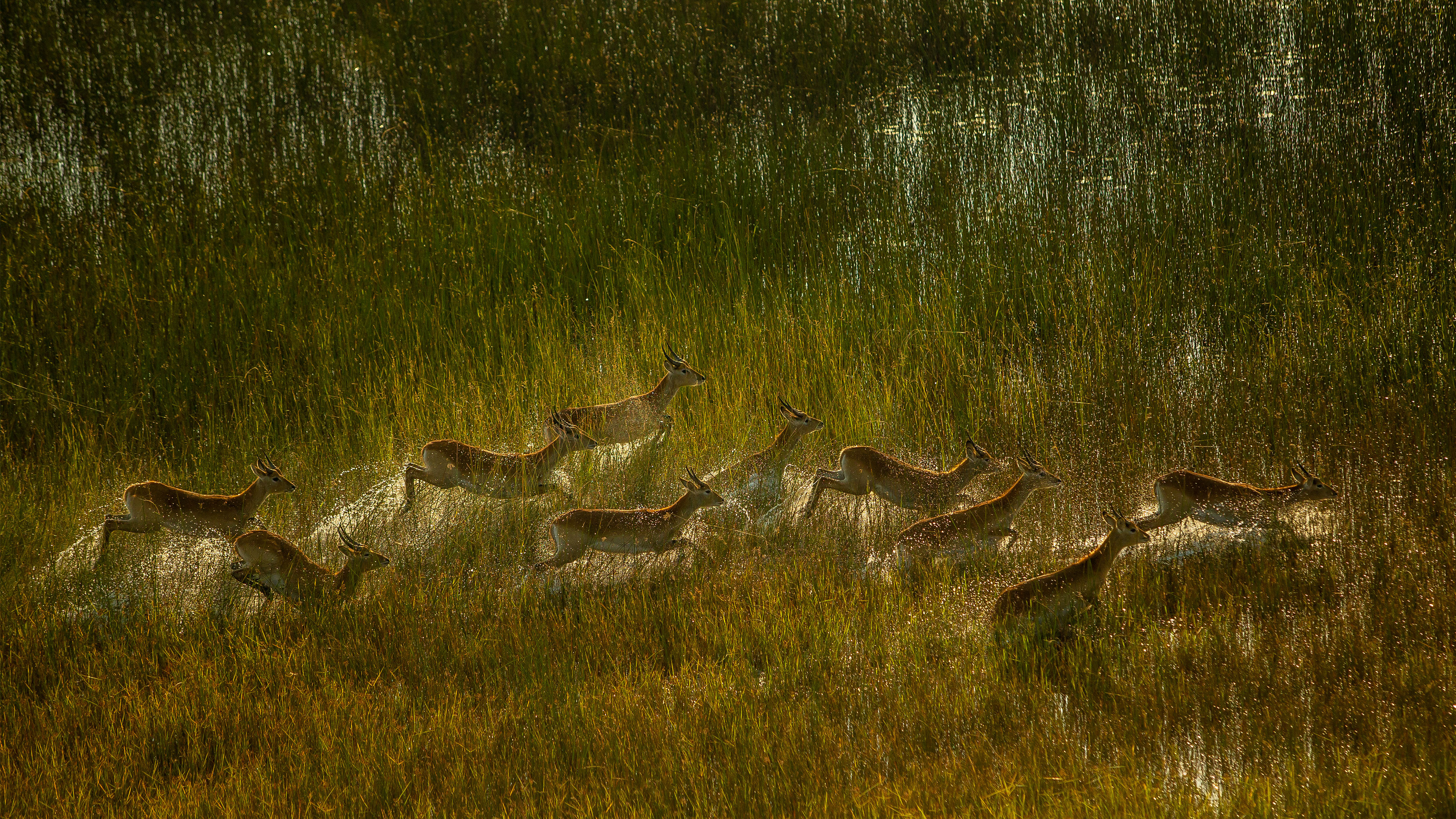 bing_2024-04-04_OHR.AntelopeBotswana_ZH-CN8253323519_UHD.jpg