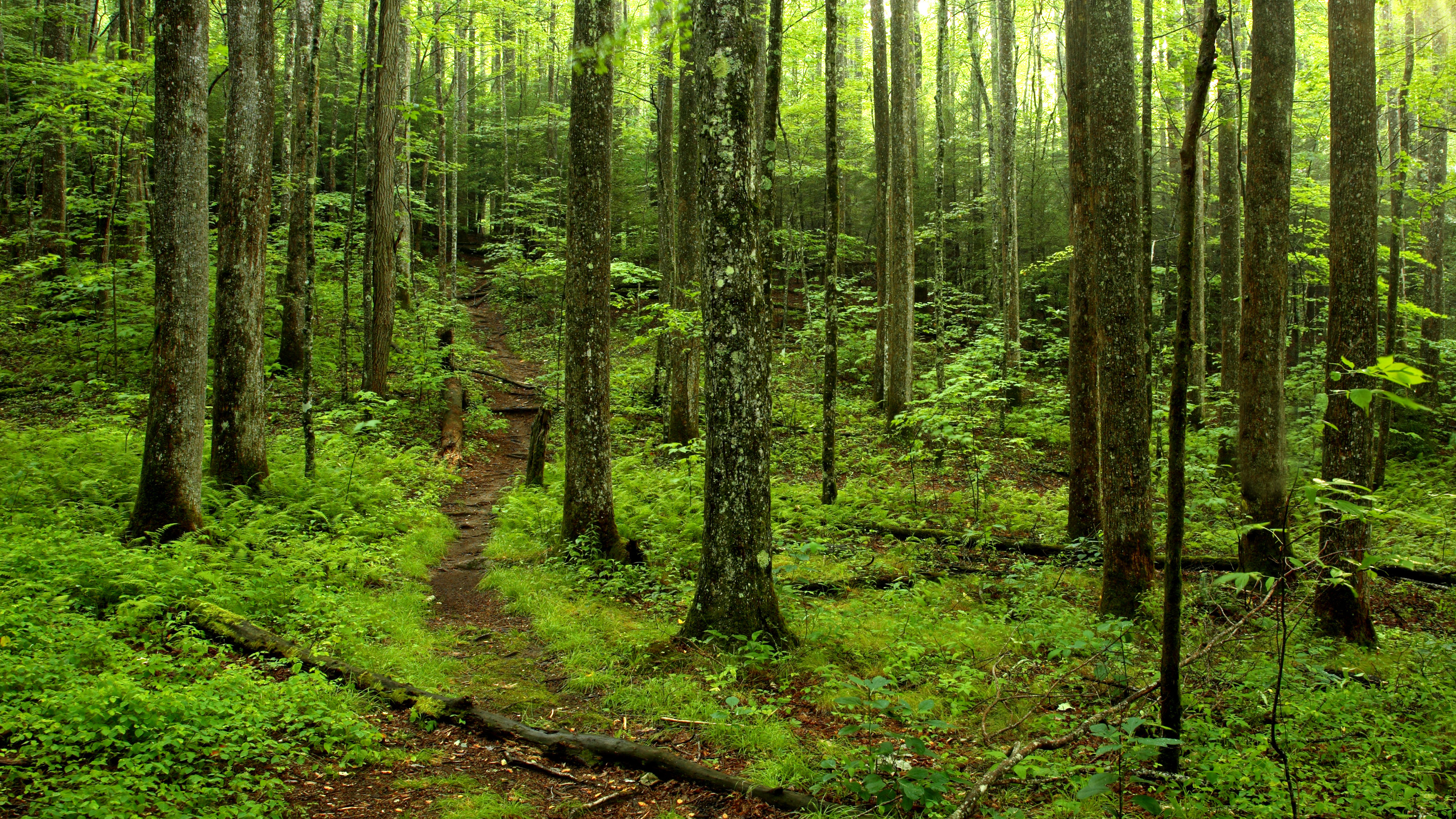 bing_2024-07-25_OHR.SmokyMountainTrail_ZH-CN4691667074_UHD.jpg