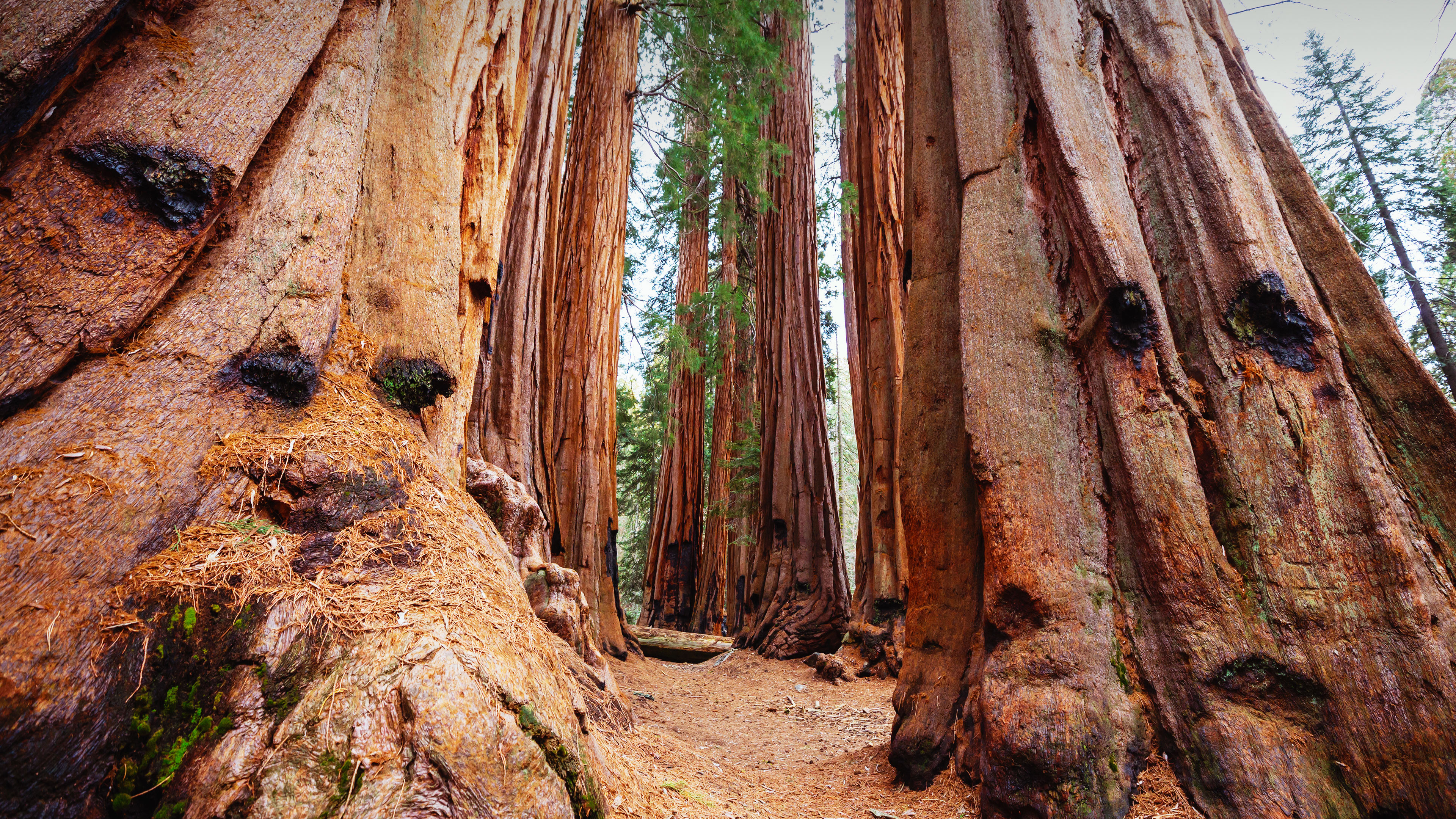 bing_2024-09-25_OHR.GiantSequoias_ZH-CN2666897238_UHD.jpg