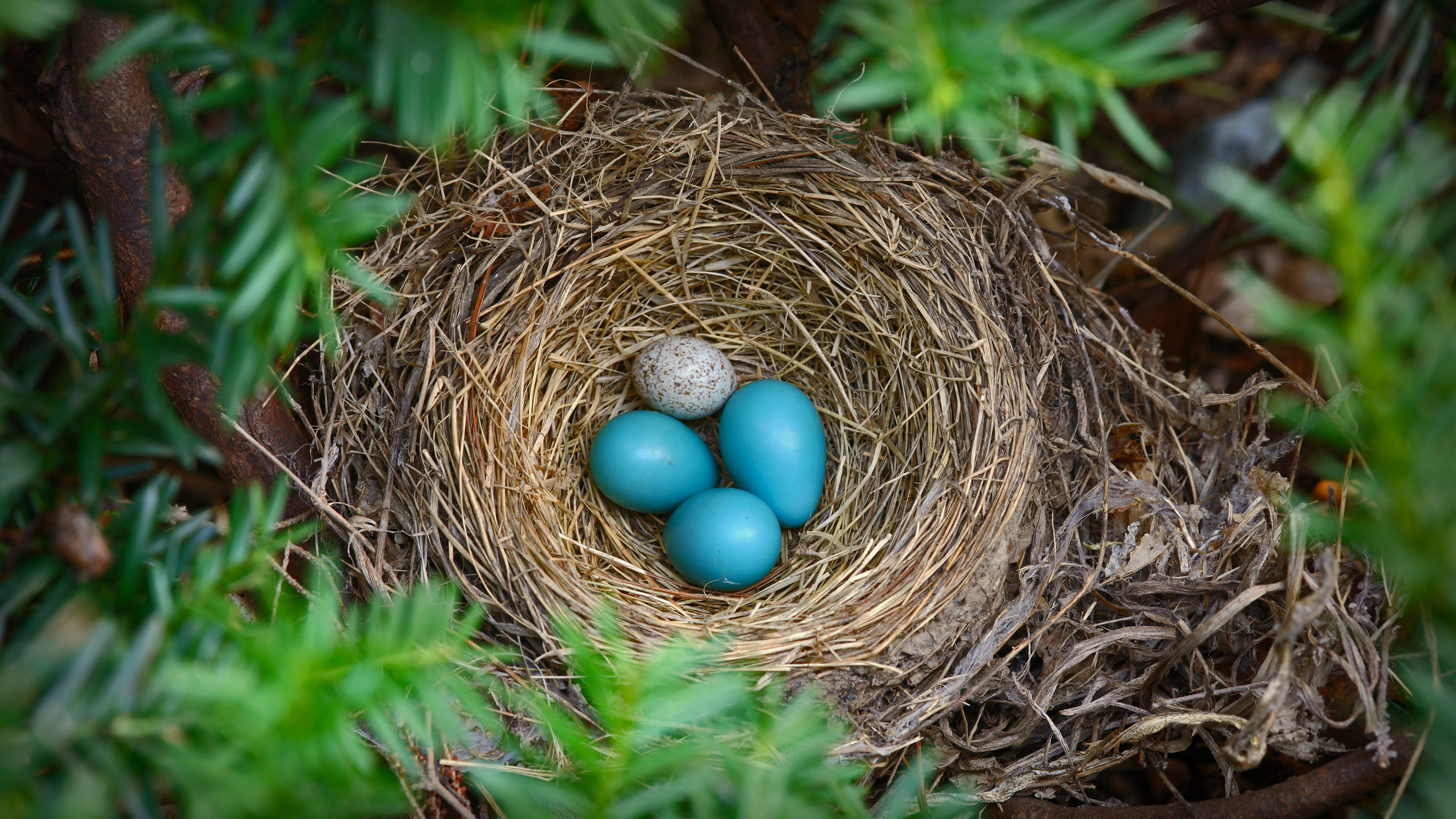 bing_OHR.CowbirdsEgg_ZH-CN2642512087_UHD.jpg