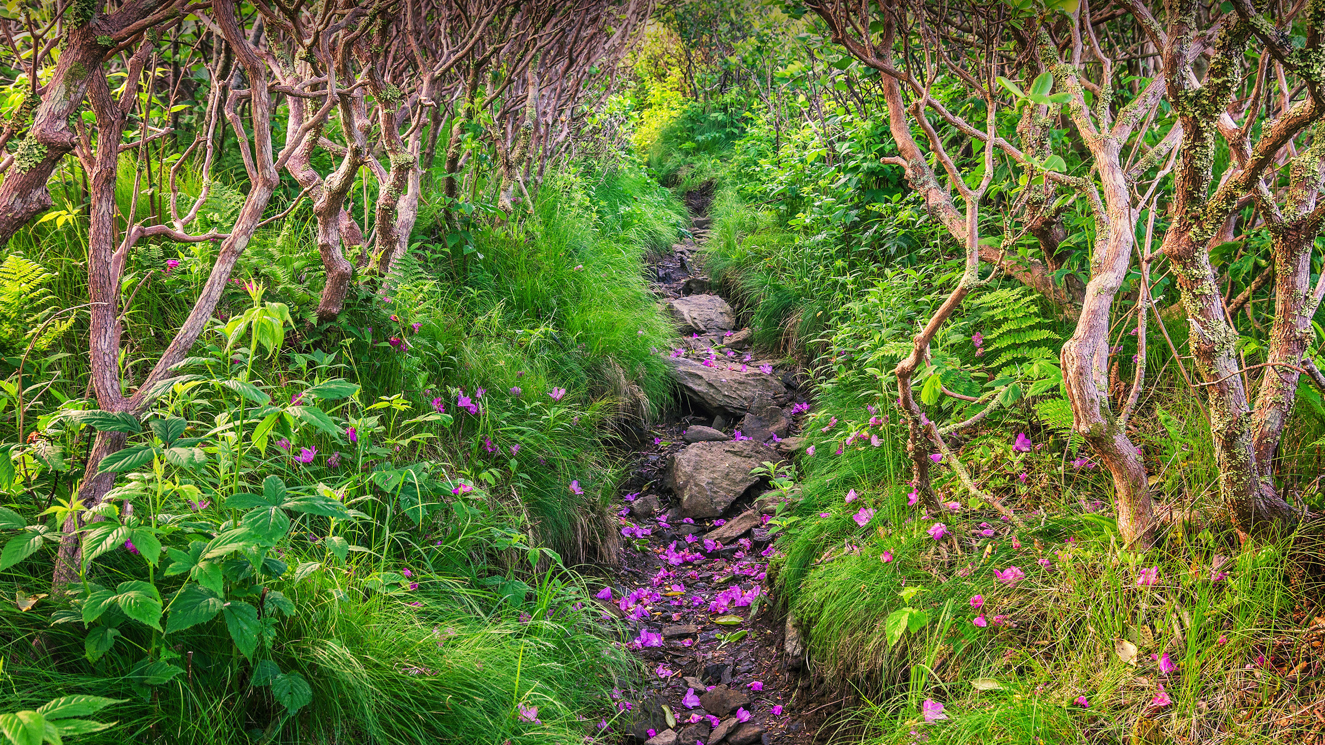 bing_OHR.RoanRhododendron_ZH-CN6519978283_UHD.jpg