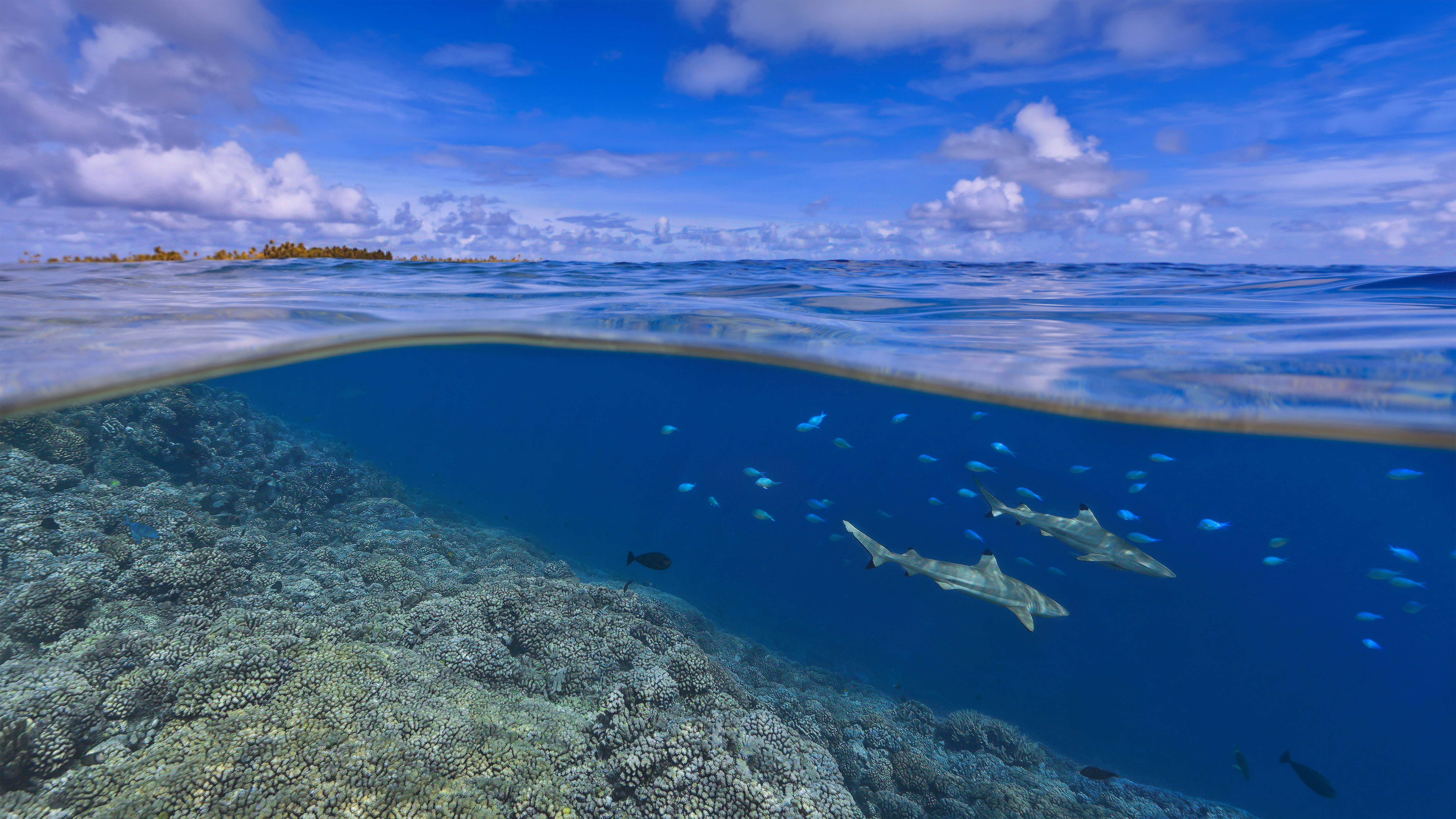 bing_OHR.SharkAwareness_ZH-CN6069597614_UHD.jpg