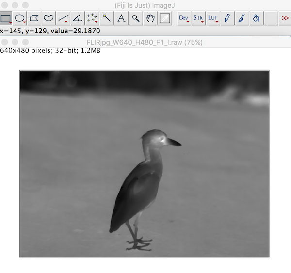 Image Imported into ImageJ