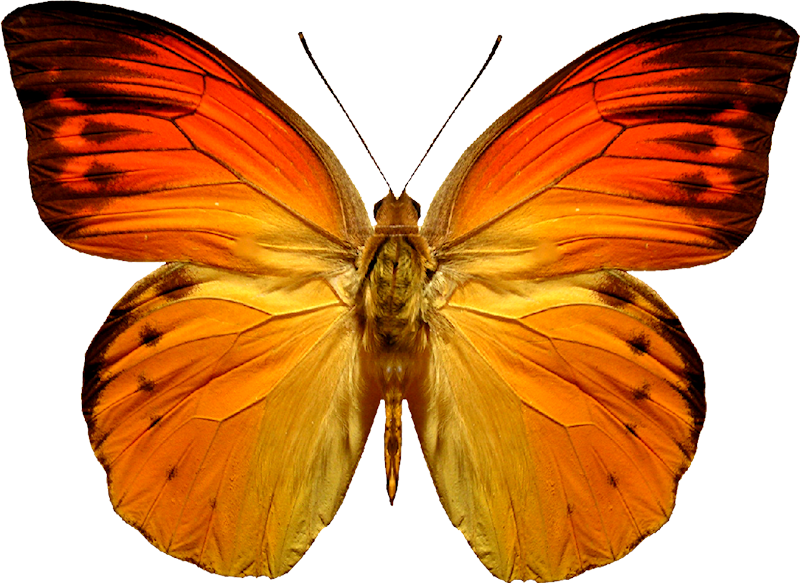 butterfly_PNG1005