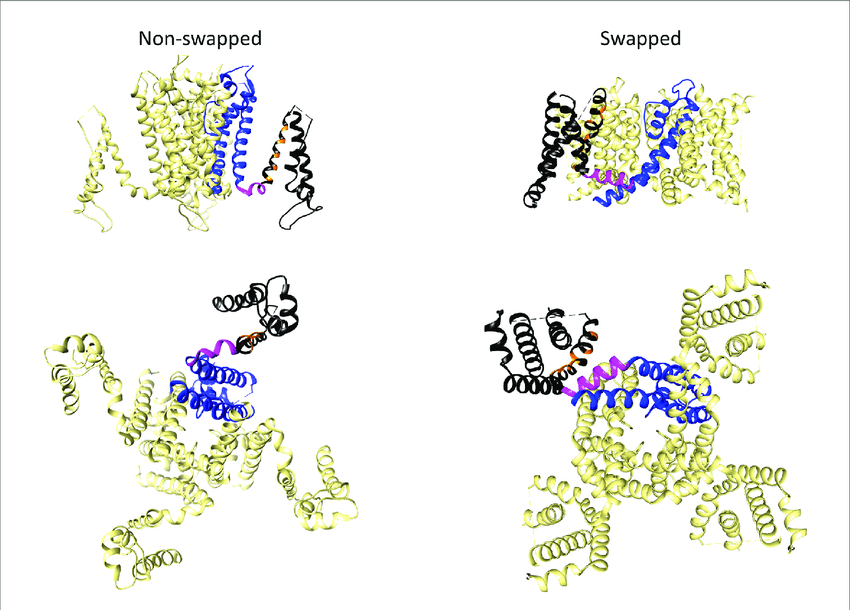 Comparison of domain-swapped and non-domain-swapped arrangements.