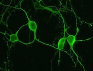Green neurons