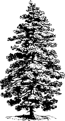 openclipart.org_johnny_automatic_Corsican_Pine.png