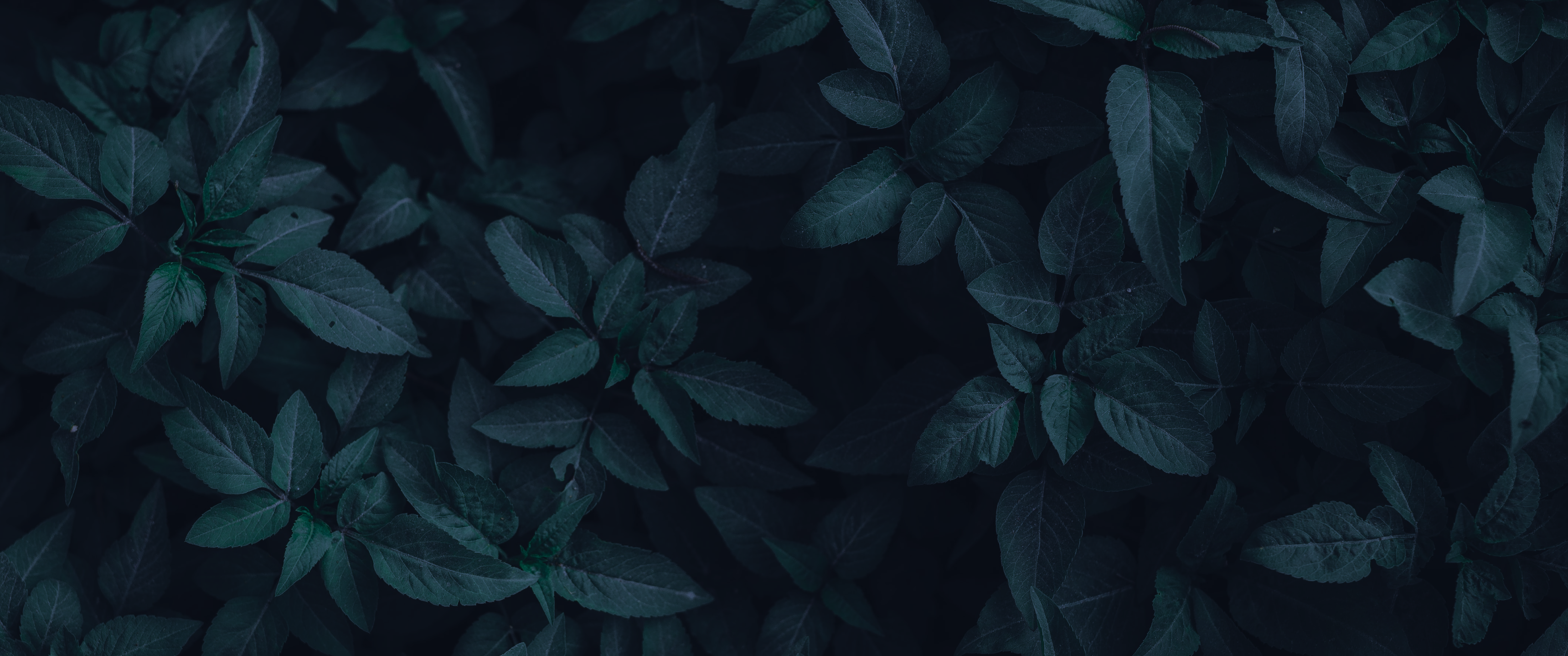 dracula-leaves-6272a4-dark.png