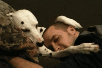 consoled_by_understanding_dalmation.gif