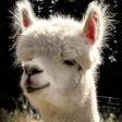 hhiroshell avatar