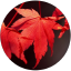honmaple