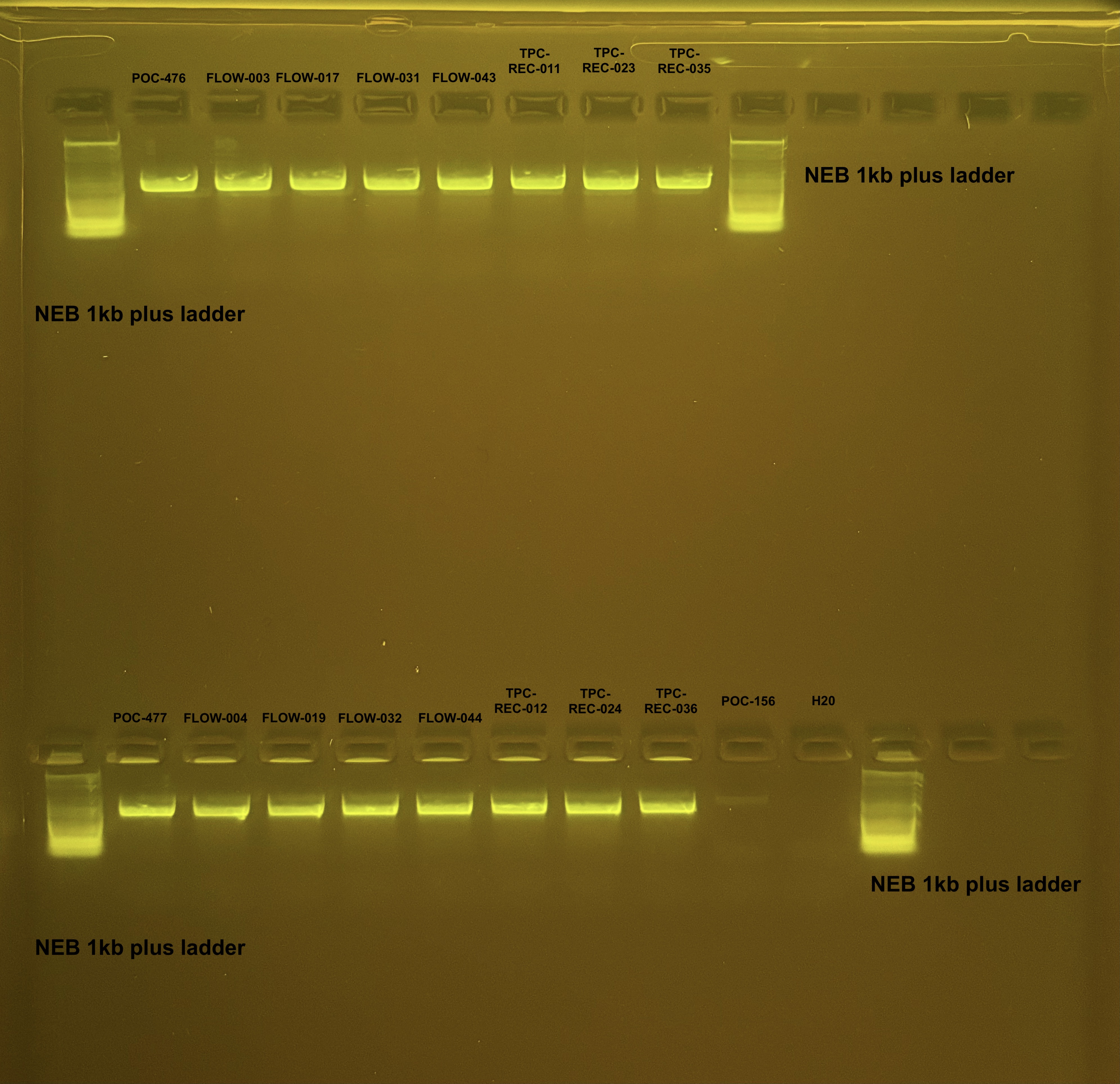 Pocillopora mtORF PCR 4/19/24