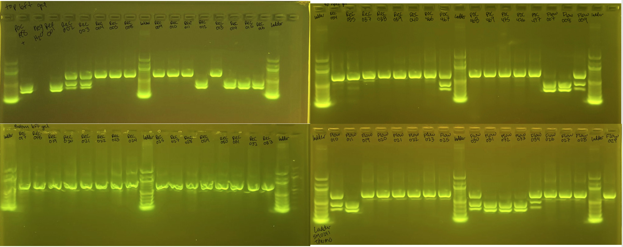 20240510 POCHistone RFPL Gel