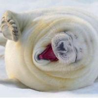 huangminlinux