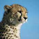 i1j profile avatar