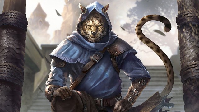 hero-cat.jpg