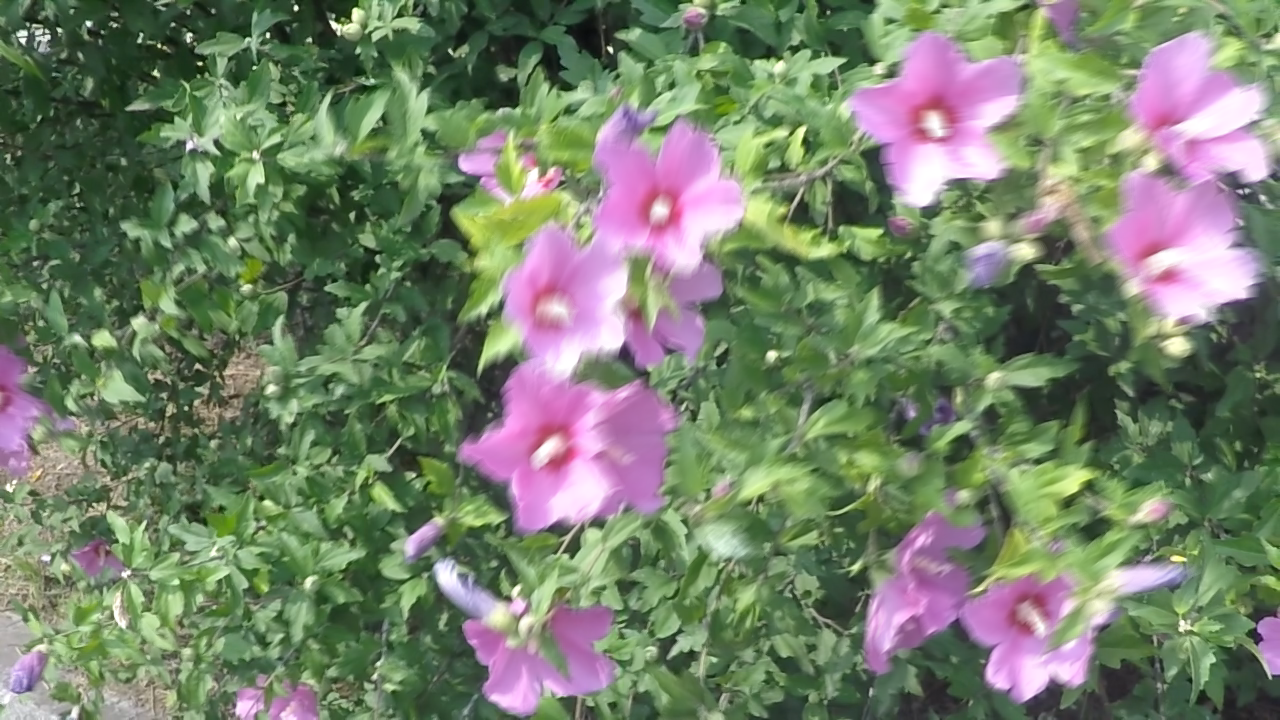 Flower_blur1.png