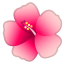 :hibiscus: