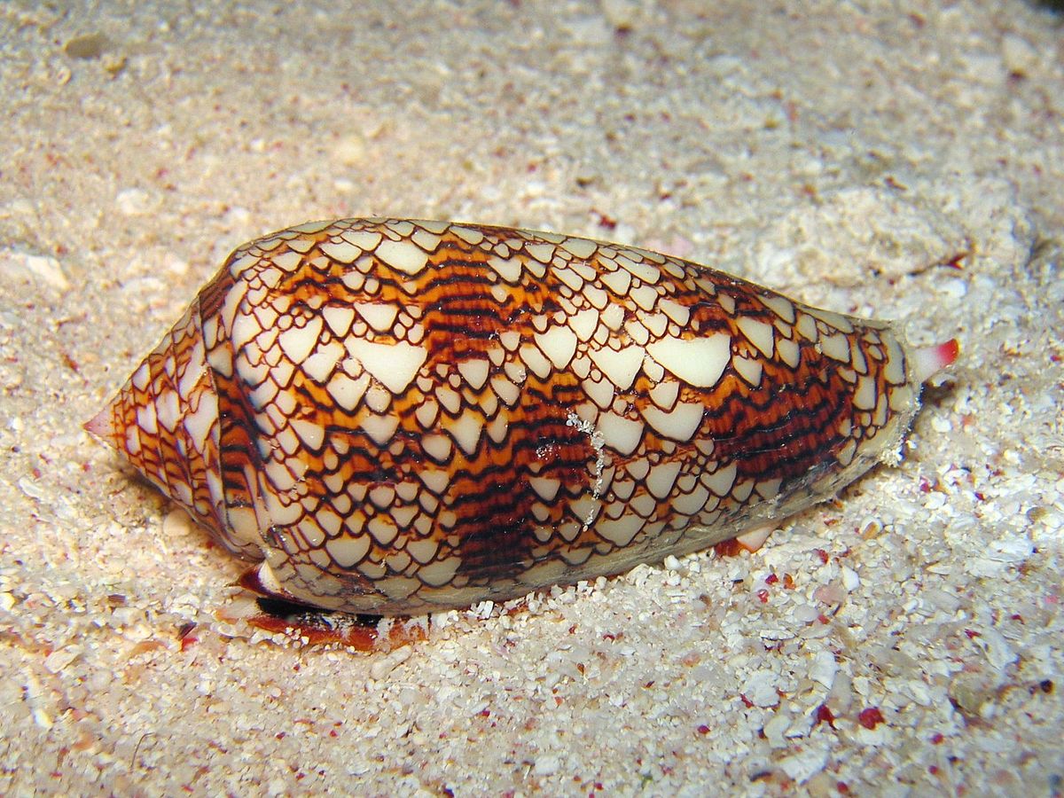 seashell.jpg